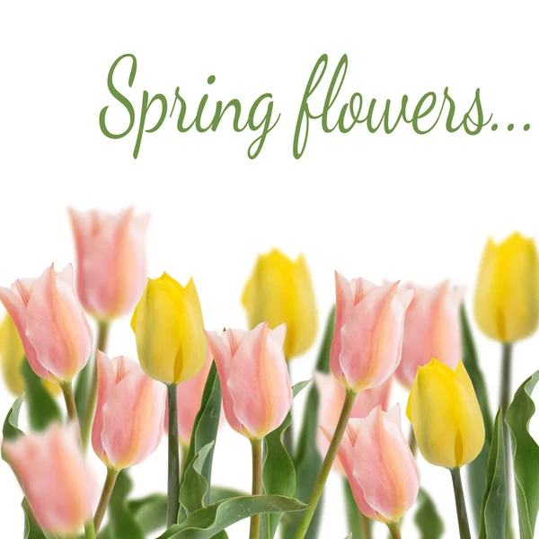 Vykort med färska blommor tulpaner — Stockfoto