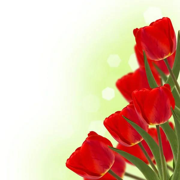 Świeże czerwone tulipany na zielonym tle — Zdjęcie stockowe