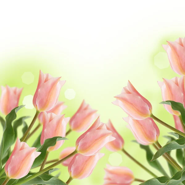Pocztówka z świeżych kwiatów tulipany — Zdjęcie stockowe