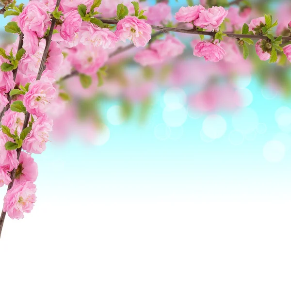 Postcard with fresh spring flowering tree — Stock Photo, Image