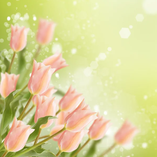 Ansichtkaart met roze tulpen — Stockfoto