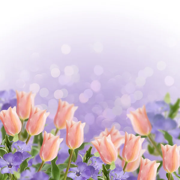 Postal con flores frescas tulipanes y periwinkle — Foto de Stock