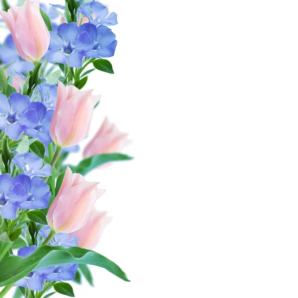 Bloemen grens op roze achtergrond — Stockfoto