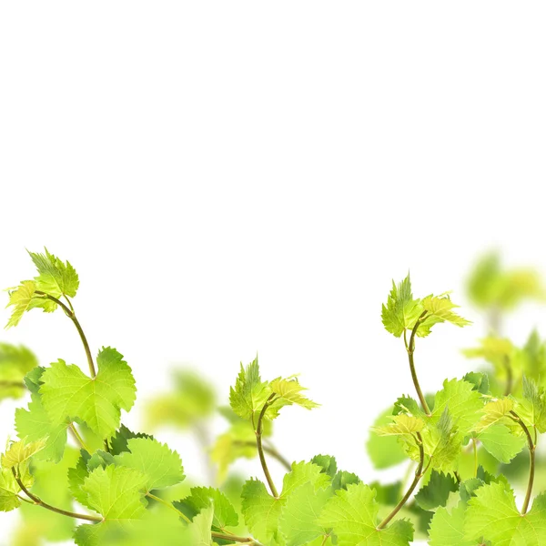 Floral background with leaves of grape — Stock Photo, Image