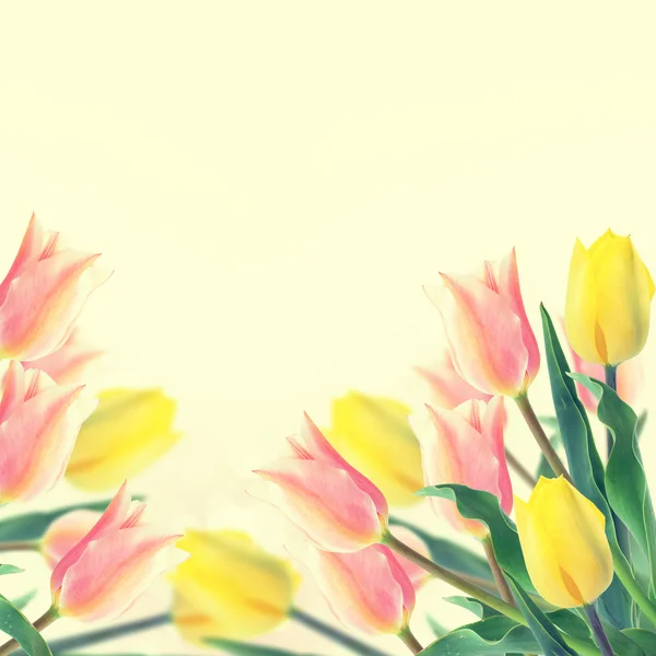 Postkarte mit frischen Blumen Tulpen — Stockfoto