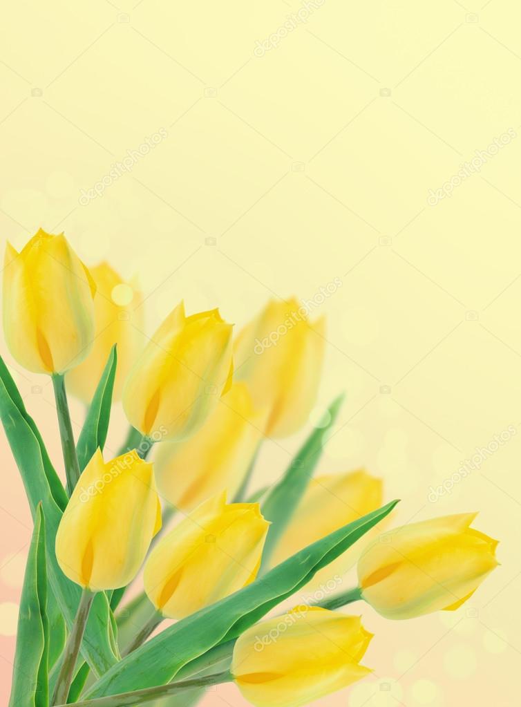 daffodil