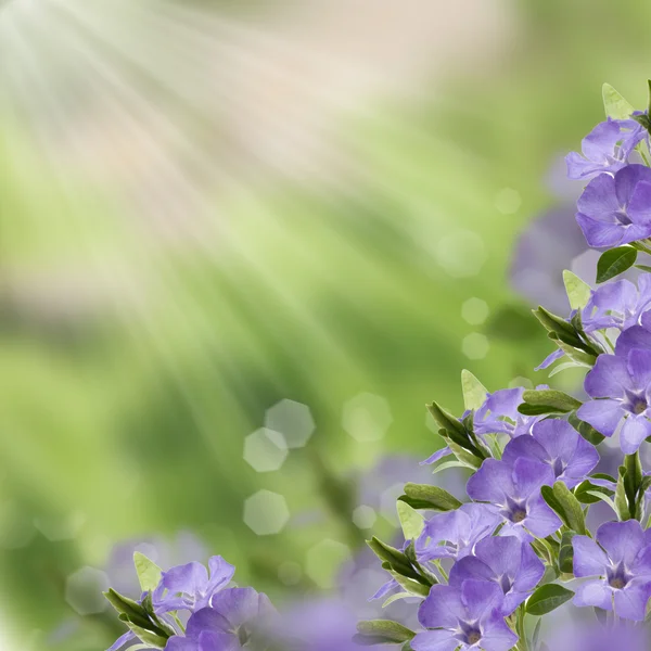 Vykort med färska periwinkle blommor — Stockfoto
