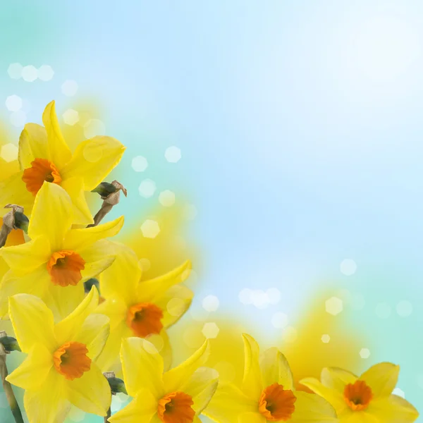 Verse Lentebloemen van narcissus — Stockfoto