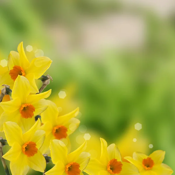 Flores de primavera frescas de narciso — Fotografia de Stock