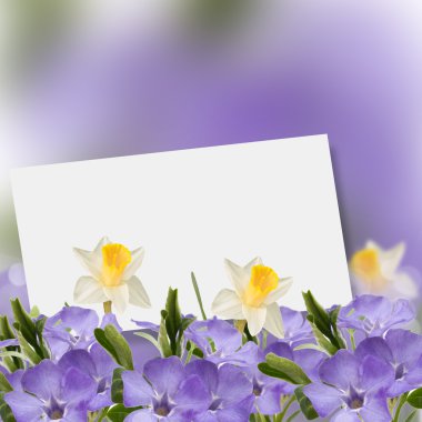 periwinkle ve nergis ile bahar arka plan.