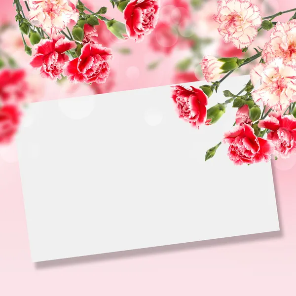 Postcard with carnation flowers — Stock Photo, Image
