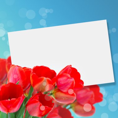 taze çiçekler laleler Kartpostal