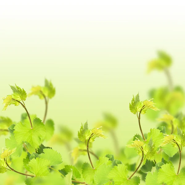 Folhas frescas de uva — Fotografia de Stock