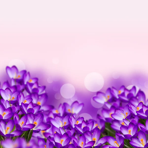 Открытка со свежими цветами крокус — стоковое фото