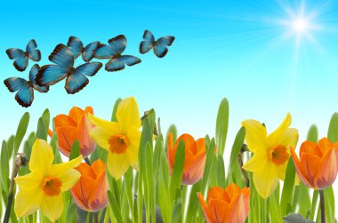 taze laleler ve çim kelebekler ile nergis.