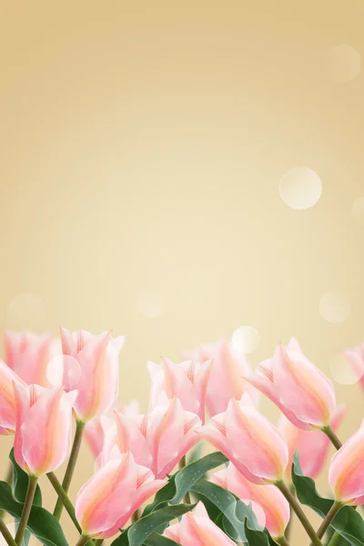 Cartolina con tulipani di fiori freschi — Foto Stock