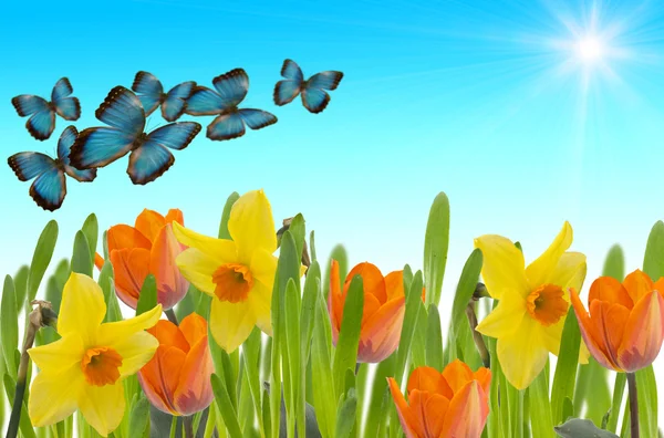 Frische Tulpen und Narzissen im Gras mit Schmetterlingen. — Stockfoto