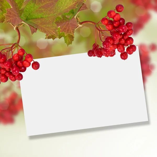 Berries of red viburnum. Autumn background. — Stock Photo, Image