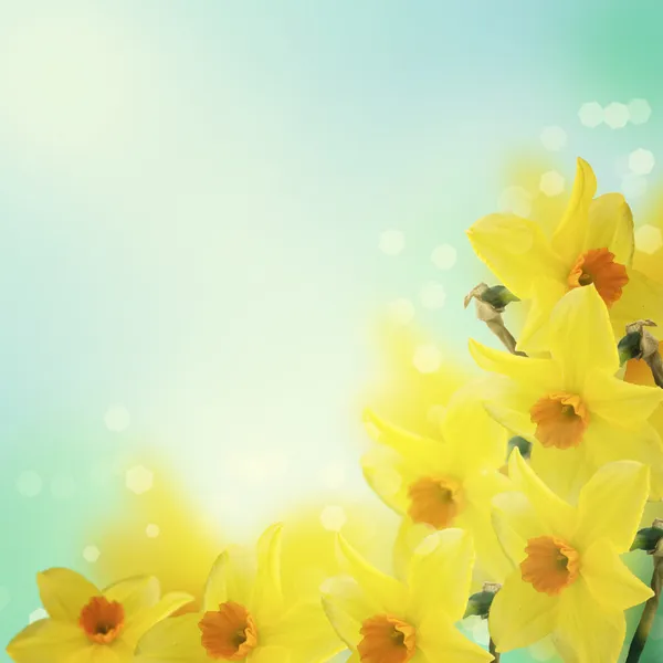 Floral bakgrund med narcissus — Stockfoto