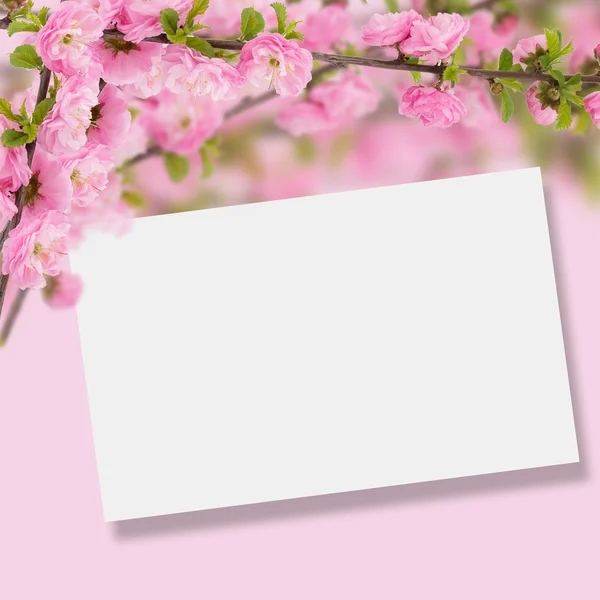 Postcard with fresh flowers almond — Stock Photo, Image