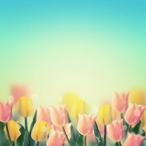 Świeże różowe i żółte tulipany tło — Zdjęcie stockowe