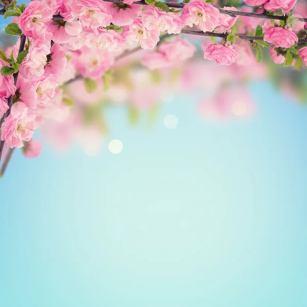 Vykort med blommor — Stockfoto