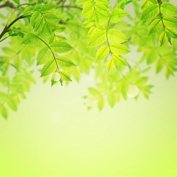 Vykort med färska gröna blad och plats för din text — Stockfoto