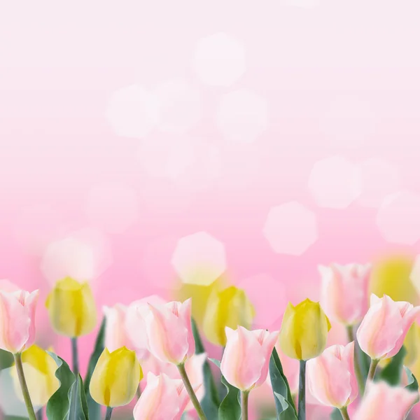 Frische Tulpen auf rosa Hintergrund. — Stockfoto