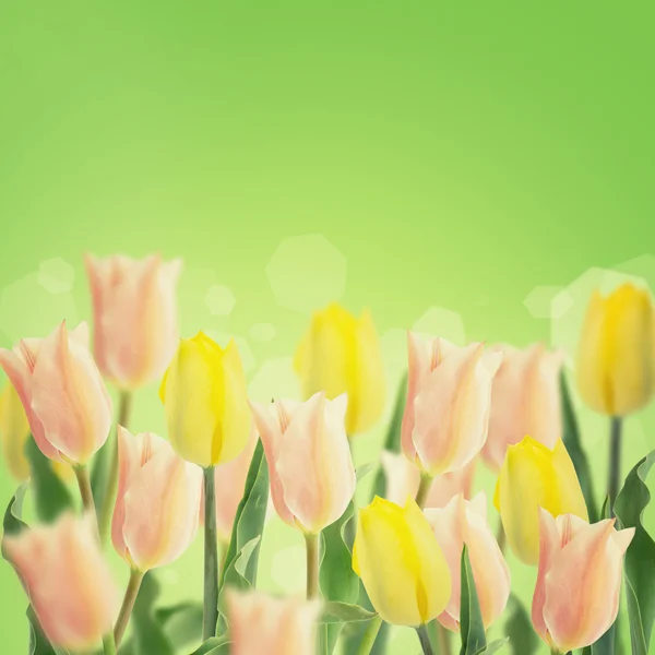 Vykort med färska blommor tulpaner — Stockfoto