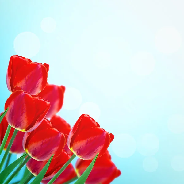 Cartolina con tulipani — Foto Stock