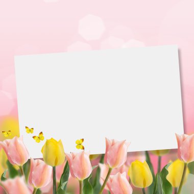 pembe bir arka plan üzerinde taze laleler.