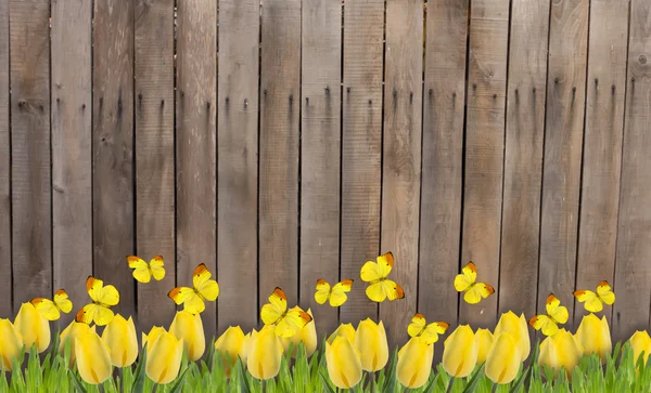Drewniany płot z żółtych tulipanów i motyle — Zdjęcie stockowe