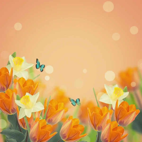 Cartolina con eleganti tulipani e narcisi — Foto Stock