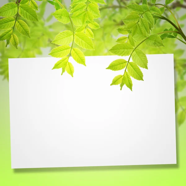 Cartão postal com folhagem verde fresca e lugar para o seu texto — Fotografia de Stock