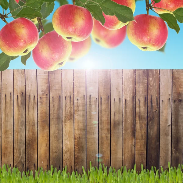 Apples and texture — Stock Photo, Image