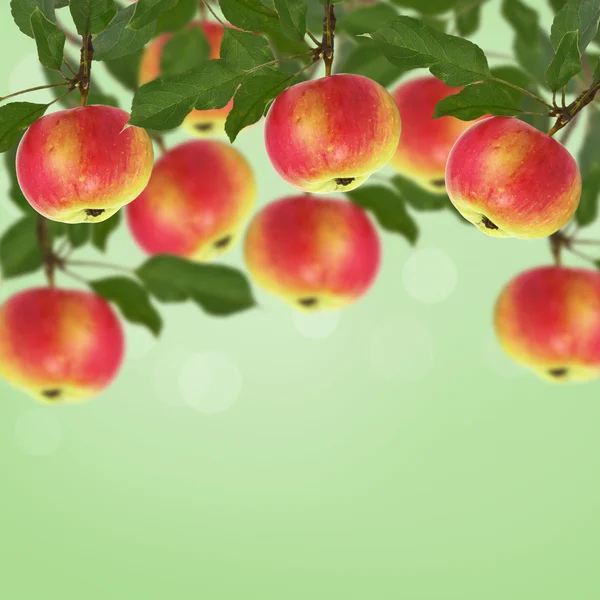 Свежие яблоки на зеленом фоне — стоковое фото