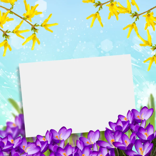 Postcard with fresh flowers crocus — Stockfoto