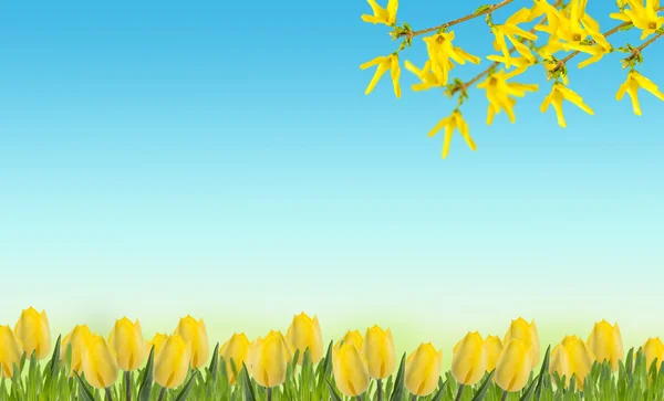 Achtergrond met gele tulpen en forsythia bloemen — Stockfoto