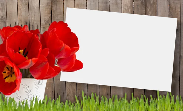 Cerca de madeira velha e grama grama com tulipas — Fotografia de Stock