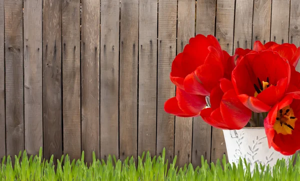 Old wooden fence and grass with tulips — Stock Photo, Image