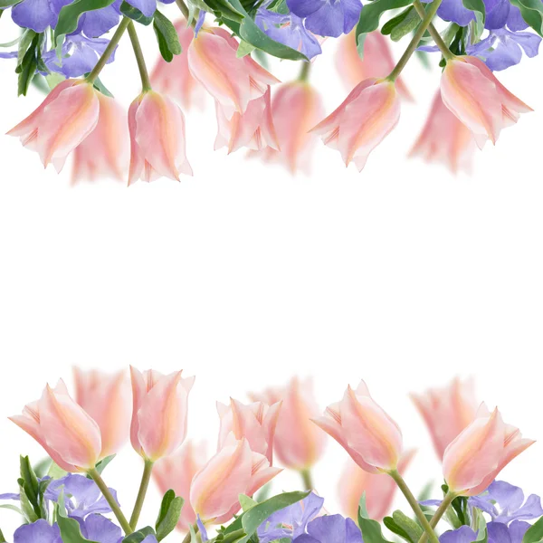 Carte postale avec des fleurs fraîches tulipes — Photo