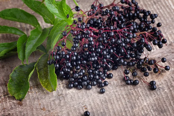 Elderberry — Stock Photo, Image