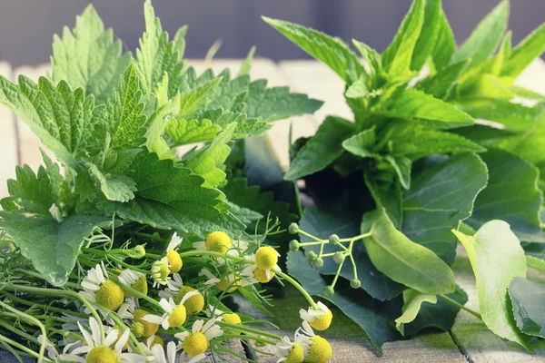 Herbal hijau segar di atas meja kayu — Stok Foto