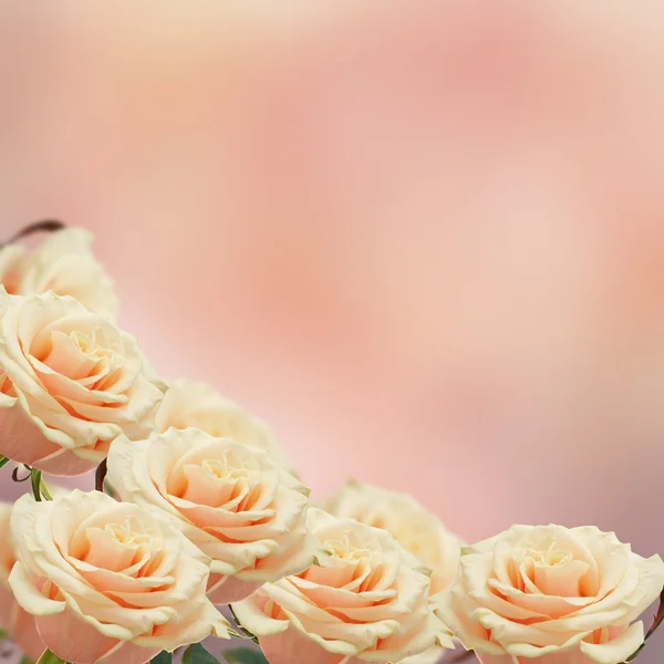 Grens van verse rozen — Stockfoto