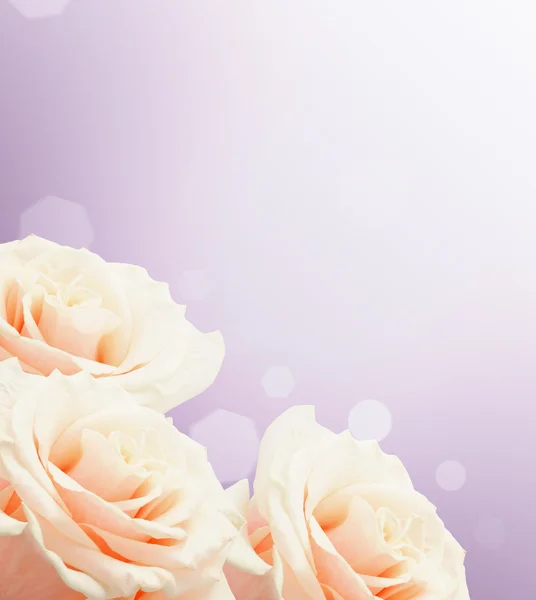 Carte postale avec des fleurs élégantes — Photo