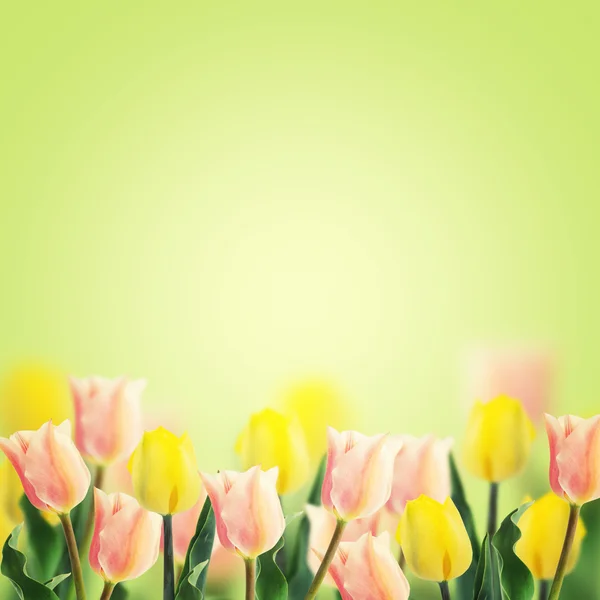 Tulipes fraîches sur fond vert . — Photo