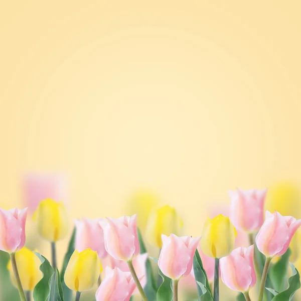 Tulipes fraîches sur fond jaune . — Photo