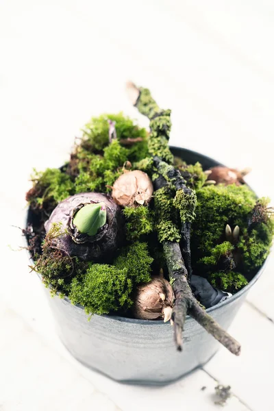 Moss en lamp bloemen — Stockfoto