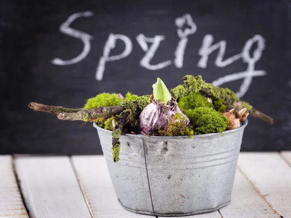 Moss and bulb flowers — Stock Photo, Image