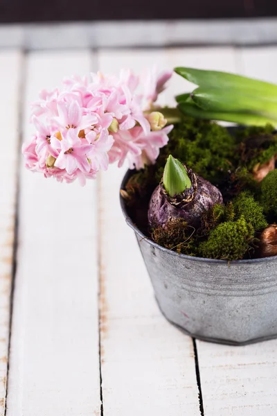 Hyacinth, moss and bulb flowers — Stock Photo, Image
